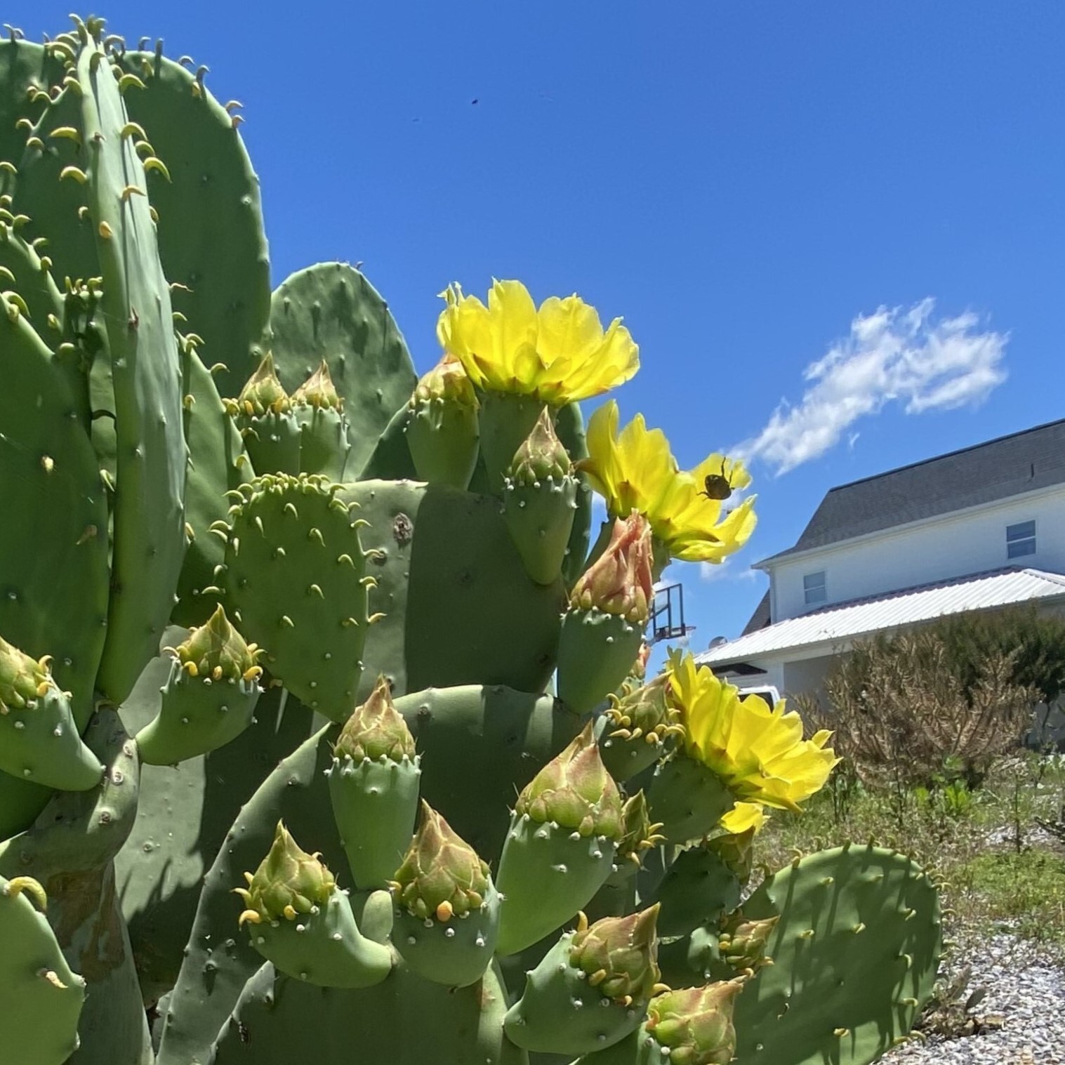 Spineless Prickly Pear Cactus “Cacanapa Ellisiana” (1 PAD) – WINTER HARDY CACTUS