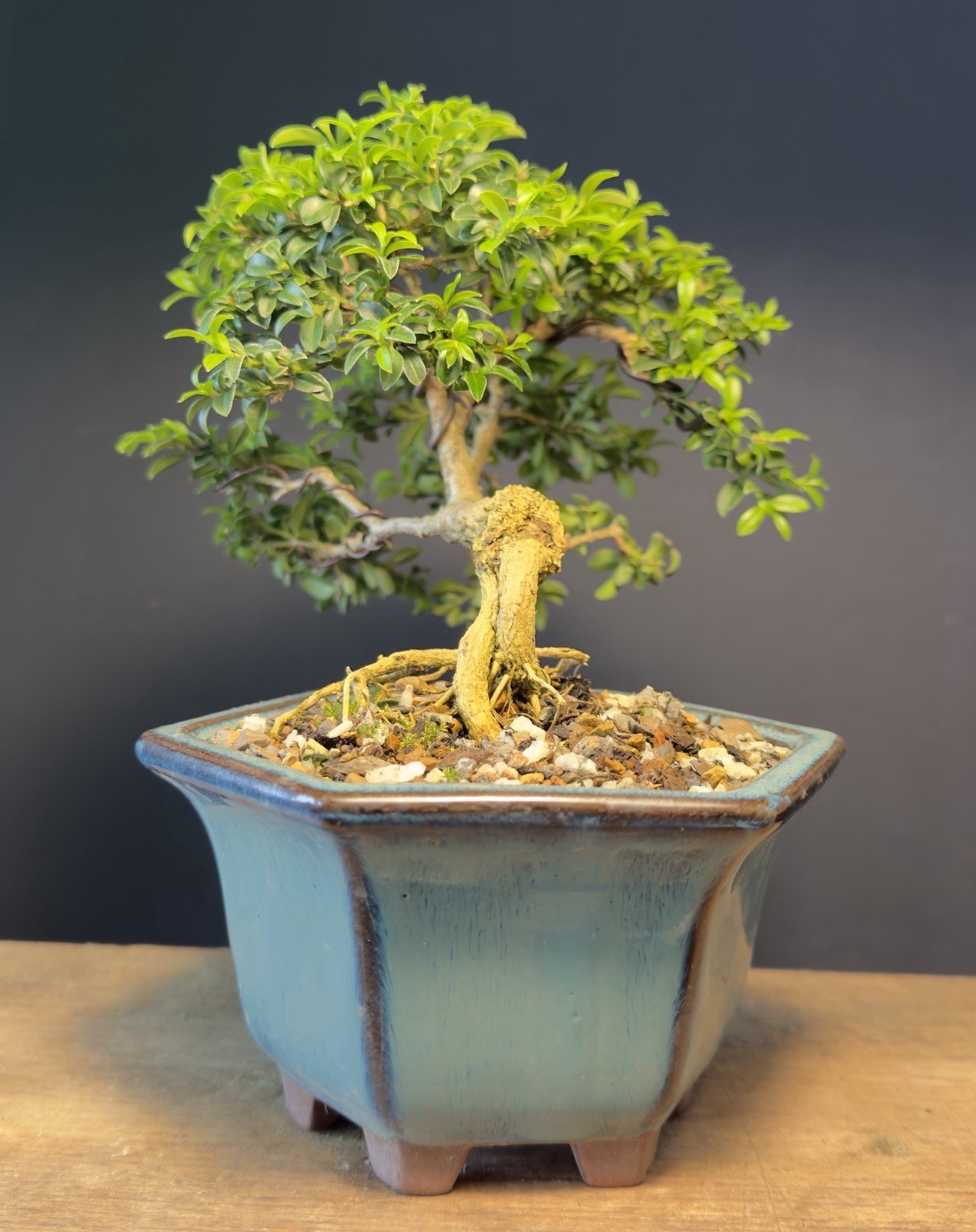 Bonsai Tree Kingsville Boxwood 10+ Years Old 5 1/2” Tall Quality Chinese Pot