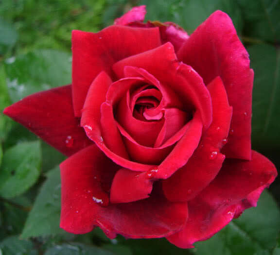 Miniature Rose Live Plants