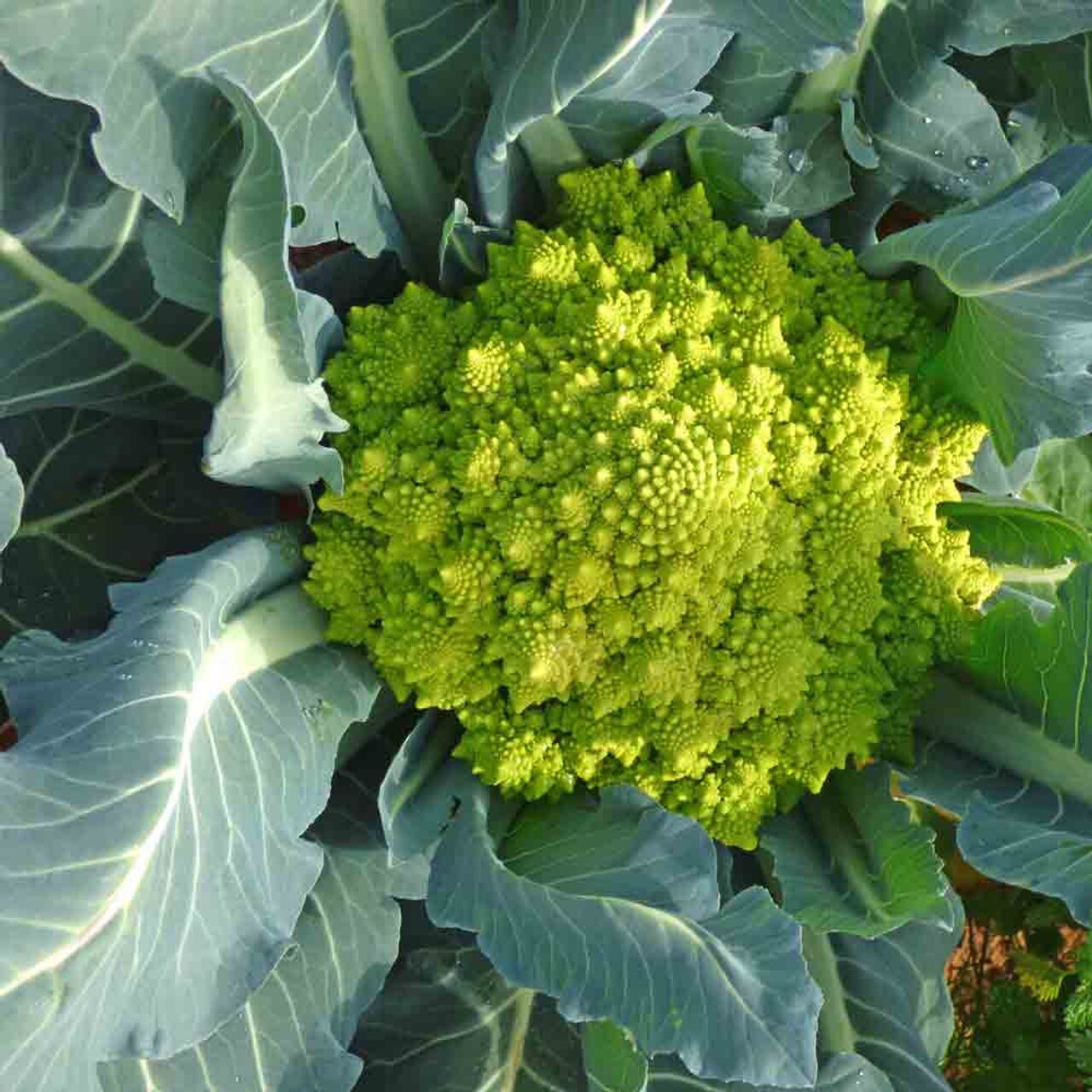 Rainbow Blend Cauliflower – Broccoli Mixed Colors | 300 Seeds | NON-GMO, USA