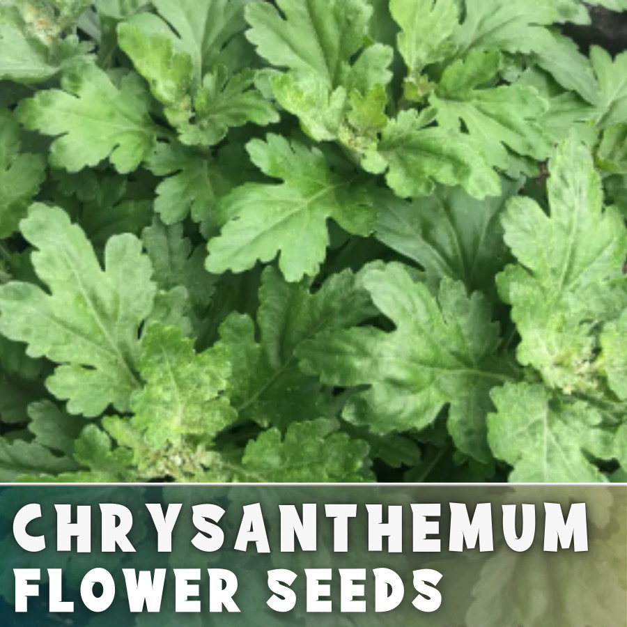 Sunshine Mix Mum Chrysanthemum Seeds 200+ Seeds Mum Flower, Flower Seeds