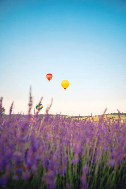 40 VERA LAVENDER SEEDS | SALE FREE SHIPPING NON GMO HEIRLOOM