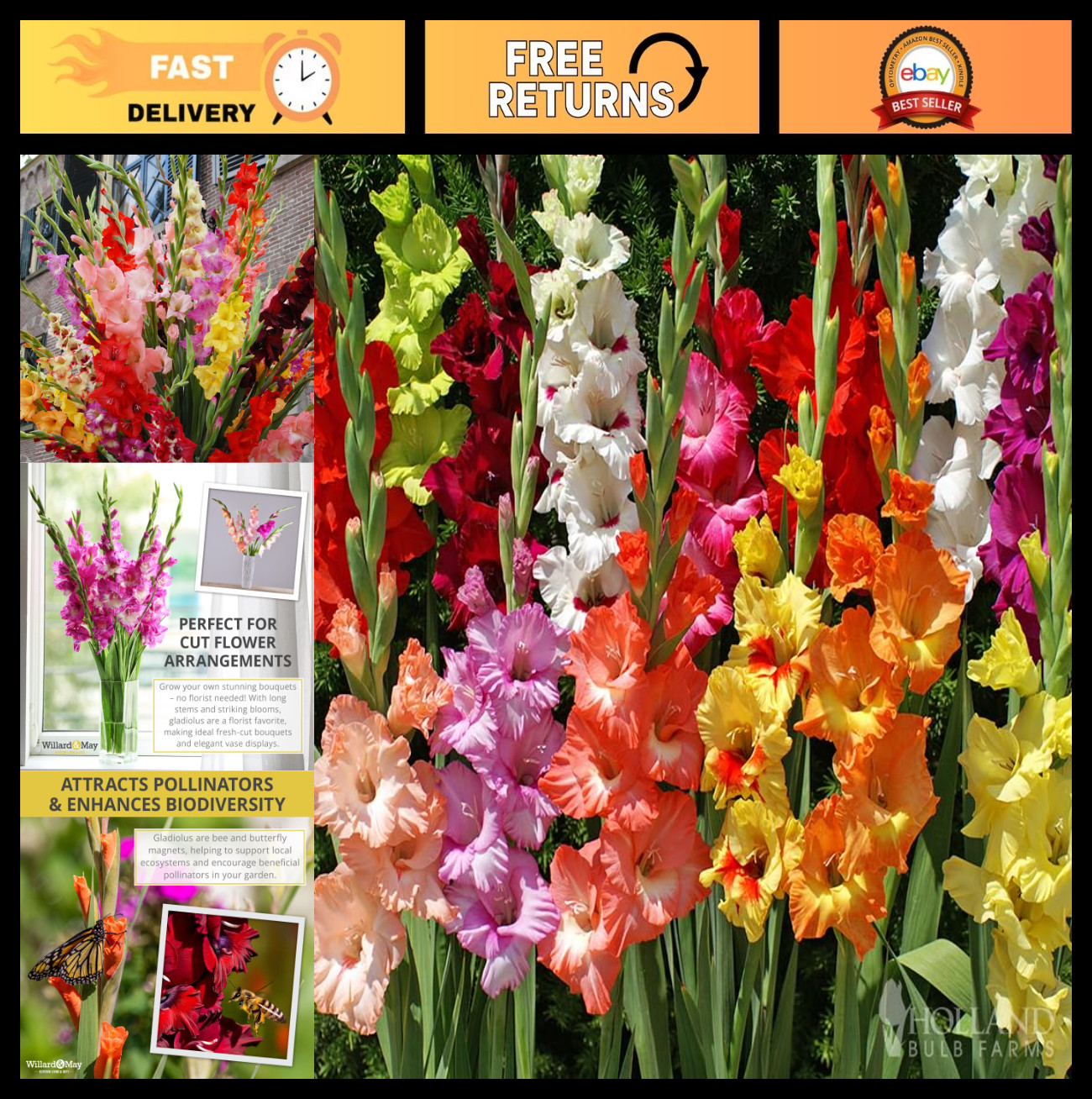 Assorted Gladiolus Flower Bulbs – 100 Count – Vibrant Colors – Perennial Cut Flo