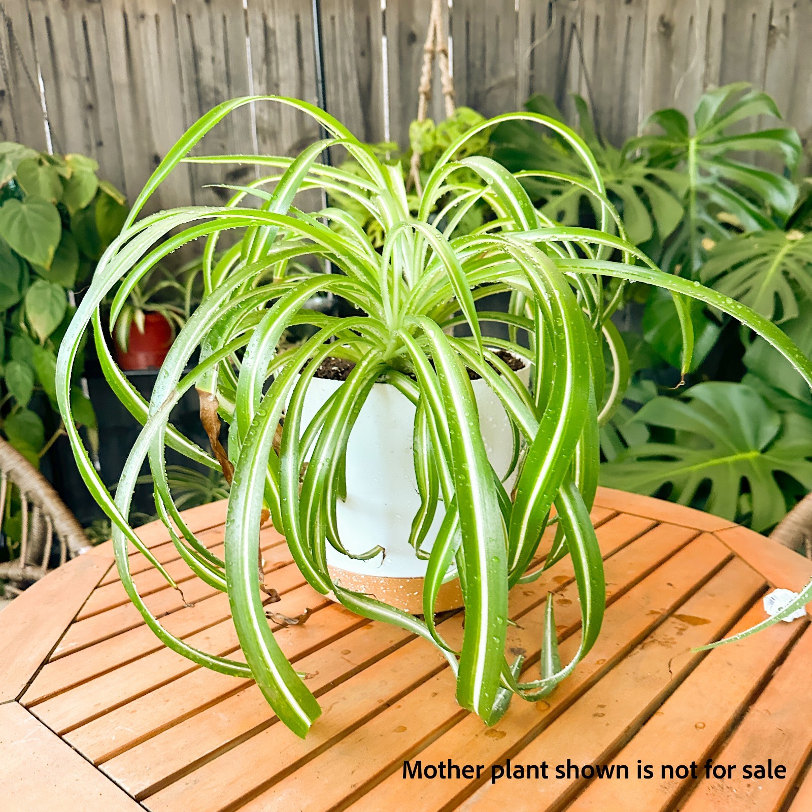 Fully ROOTED Curly Bonnie Spider Plant Cutting: Easy-Grow, ready to repot