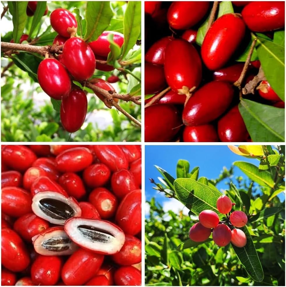 35+Tropical Miracle Berry Fruit Seed for Planting Outdoor-Edible Berries Plant Y