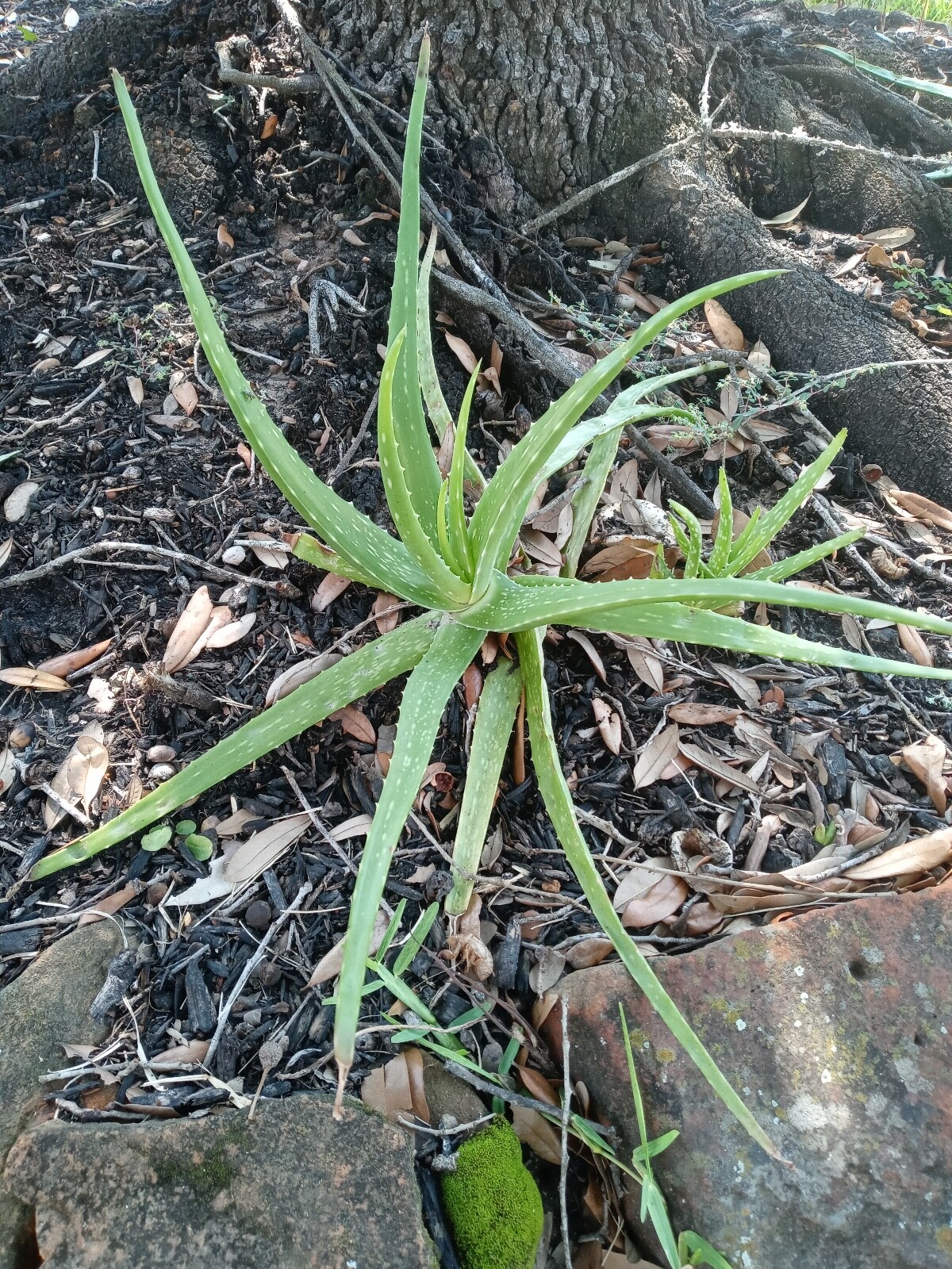 Aloe Vera (barbadensis) Mature medium to large sized Live Single Plant