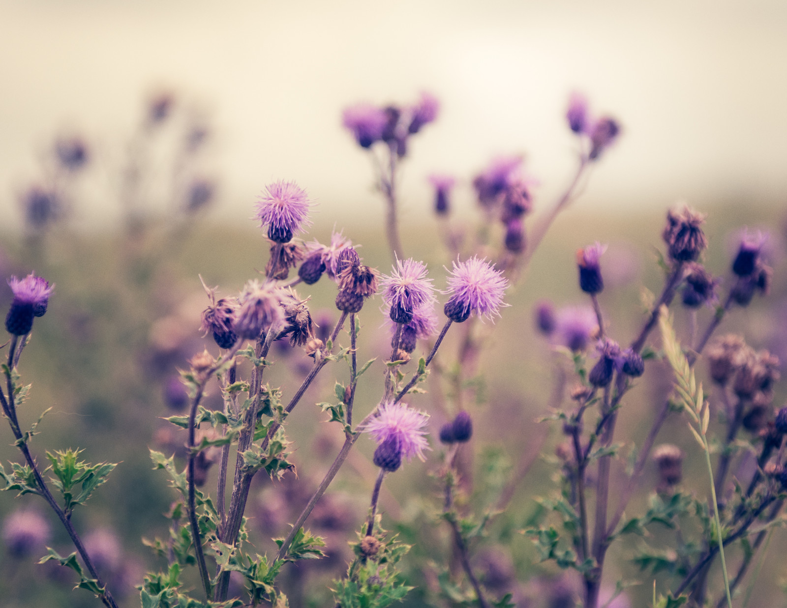 Organic Milk Thistle Seeds (Silybum marianum) – Striking Purple Blooms, Medicina