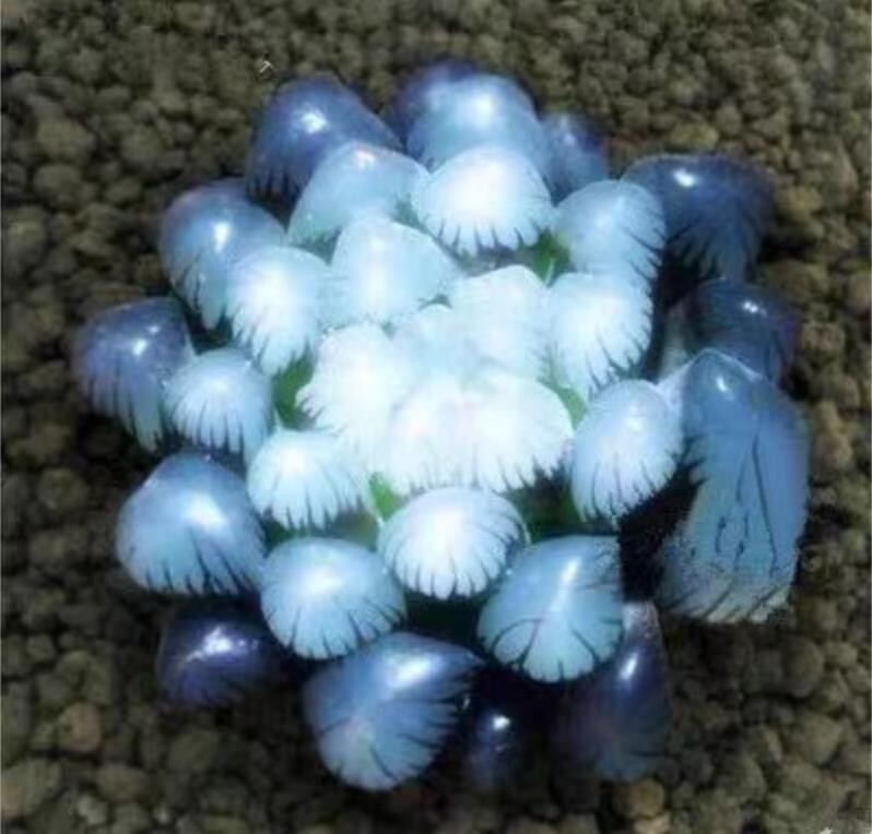 50Pcs Blue Succulents Seeds Rare Indoor Flower Mini Cactus Seeds.(#3464)