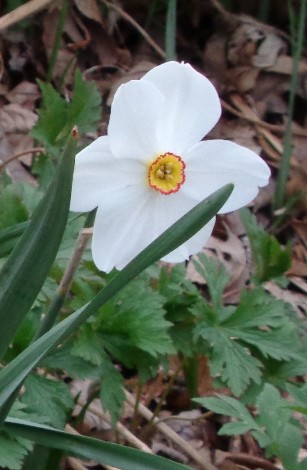 31 DAFFODIL BULBS 2 kinds incl. Actaea Poeticus Narcissus FromMyGarden *Pls READ