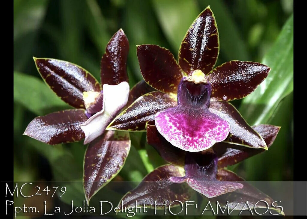 Fragrant, Mini Propetalum La Jolla Delight ‘HOF’ AM/AOS