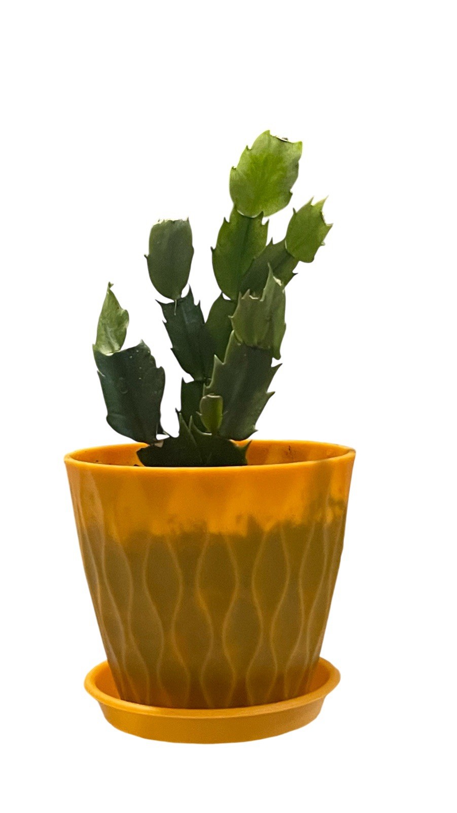 Thanksgiving Cactus 1 White 1 Red 1 Orange, 3 Mixed Colour 3-4in Tall With 4”Pot