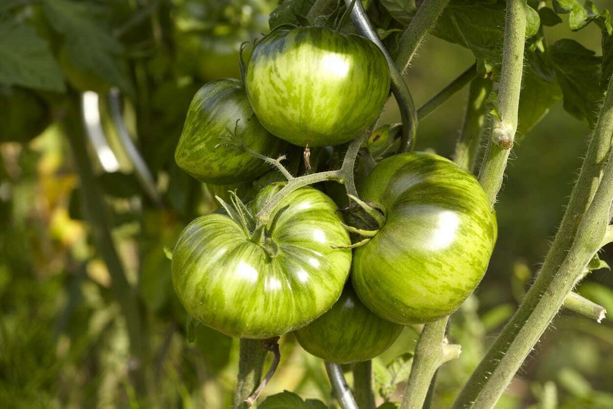 Green Zebra Tomato, 30 Seeds, BUY 2 GET 1 FREE, NON-GMO, FREE SHIPPING