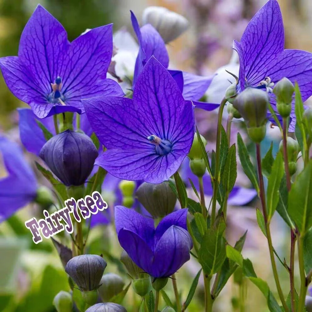 Balloon Flower Seeds – Platycodon Grandiflorus – Blue Balloon Flower