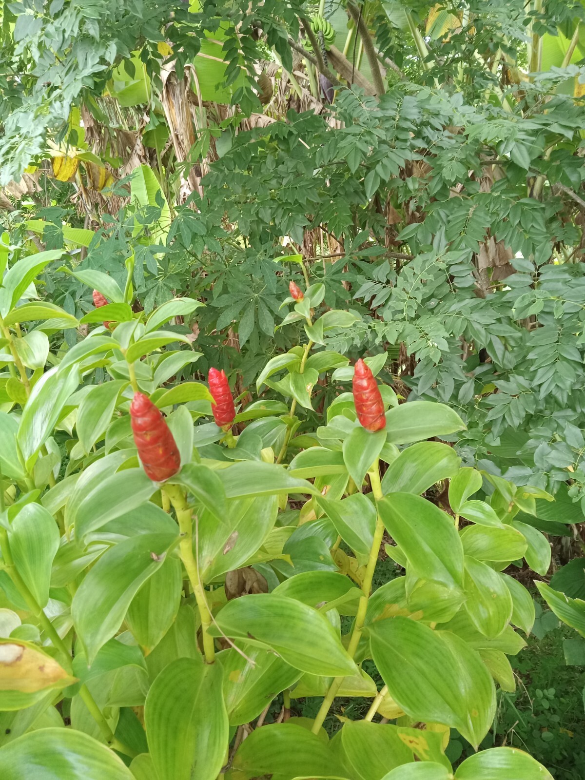 2x Red Button Ginger, Costus Woodsonii. Tropical easy to grow shade loving plant