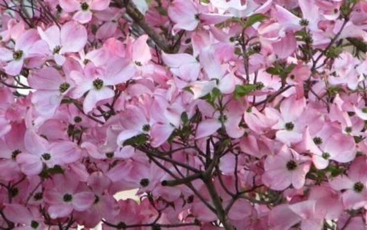 Dogwoods Tree Pink Adaptables To Various Garden Live Plant 10-16″ Tall Quart Pot