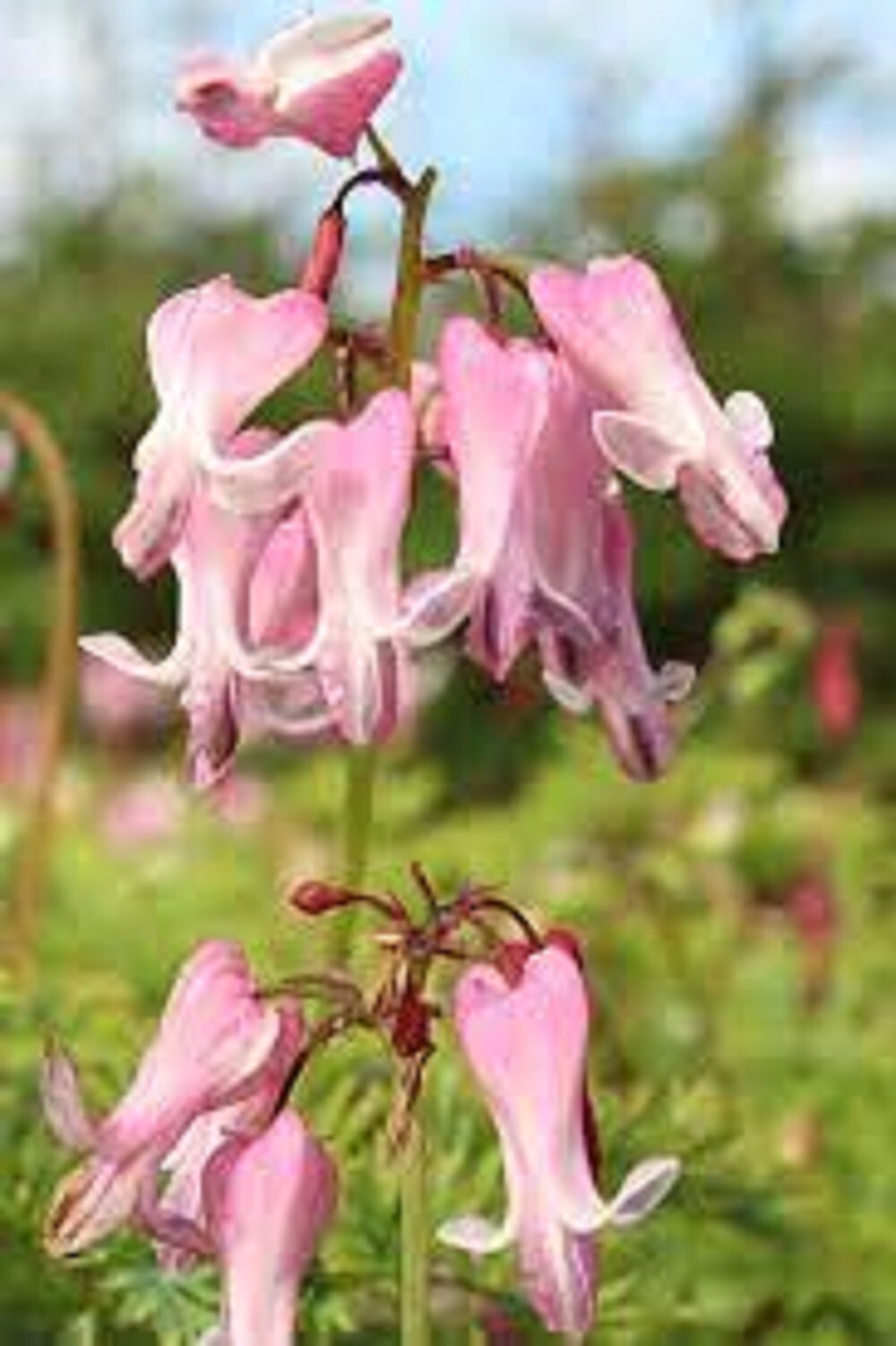 25 Amore Pink Bleeding Heart Seeds Dicentra Spectabilis Shade Flower Garden 682