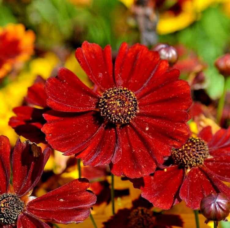 1000 RED DWARF PLAINS COREOPSIS Seeds (Coreopsis tinctoria) Annual Garden Flower