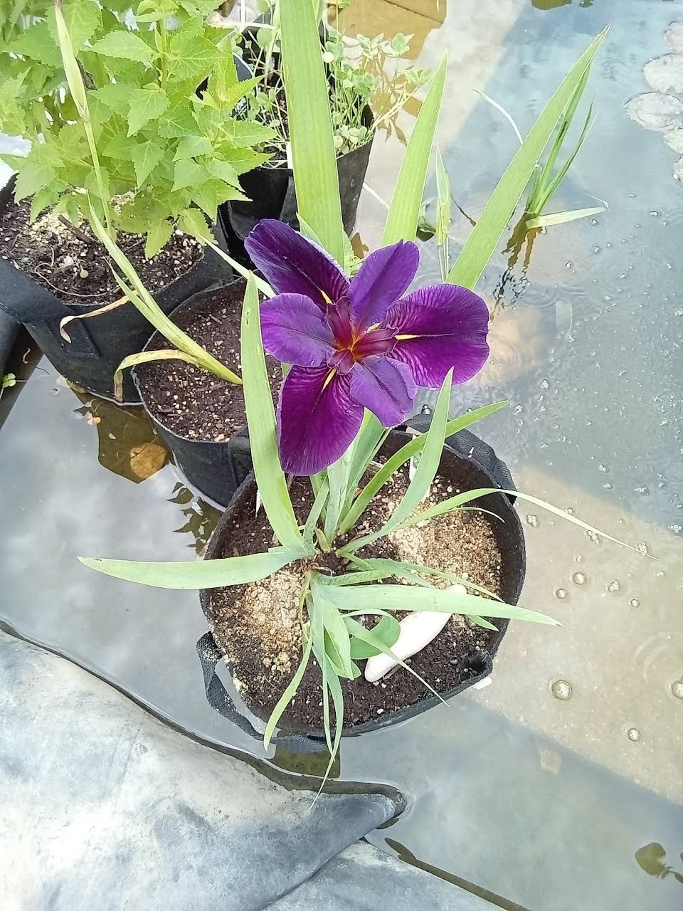 Louisiana Iris Purple Yellow Flower pond plant Winter Hardy Marginal Aquatic