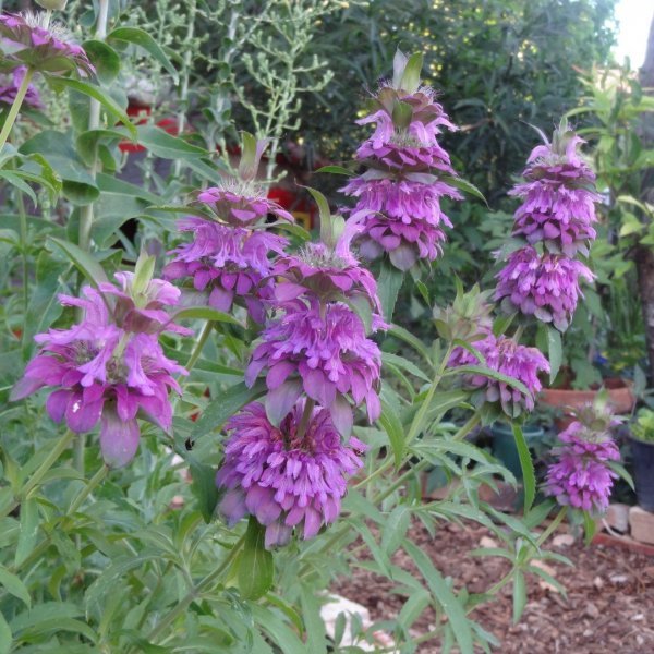 Lemon Mint Seeds, Monarda citriodora, Lemon Horsemint, NON-GMO, FREE SHIPPING