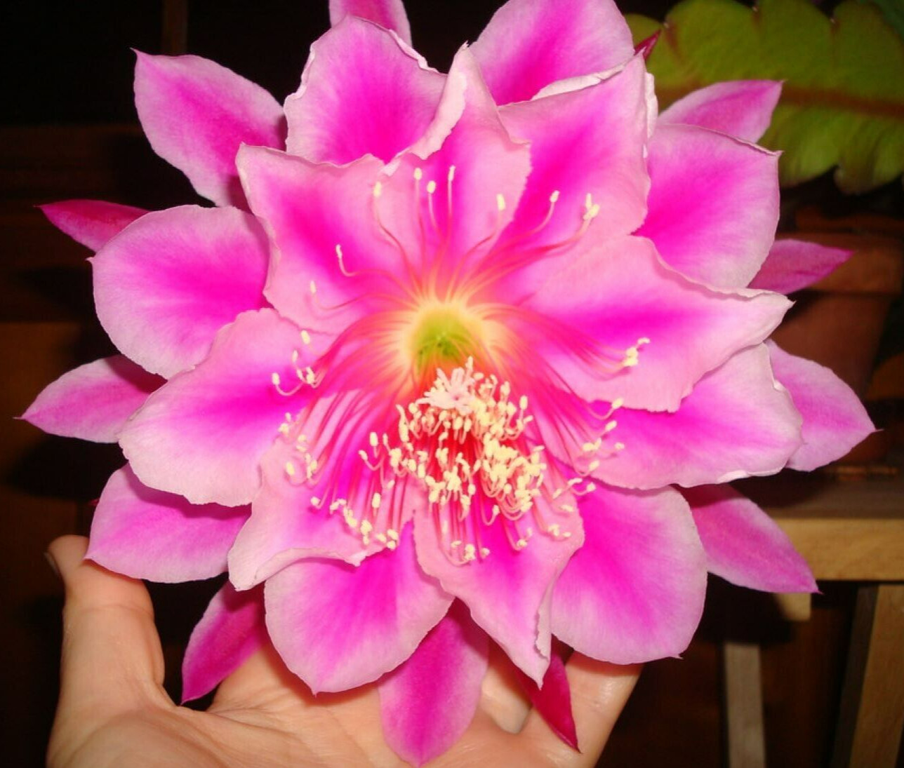 Epiphyllum Hybrid ‘Showboat’ Fully-Rooted Starter Pot