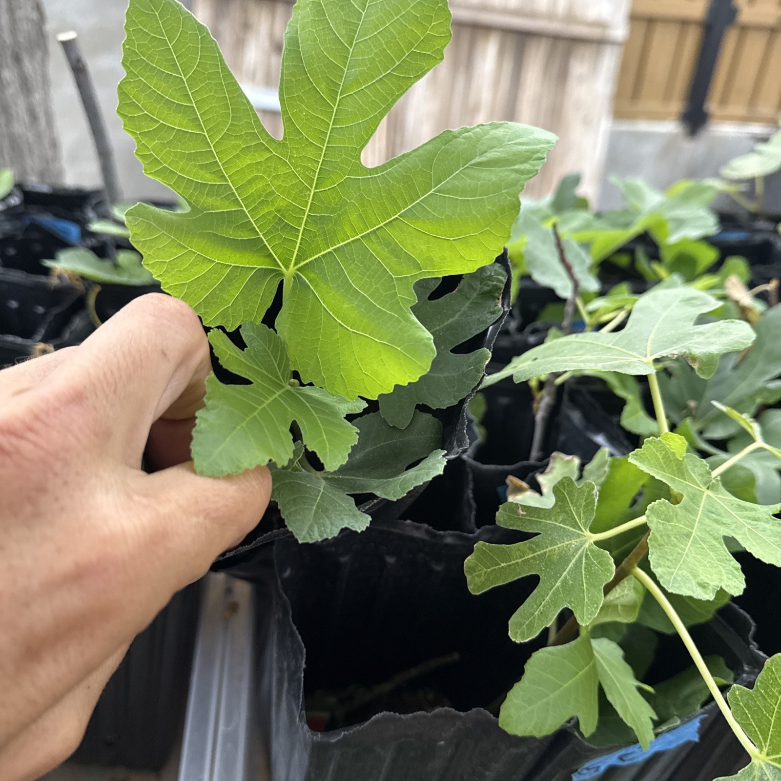 GE Neri Fig Tree