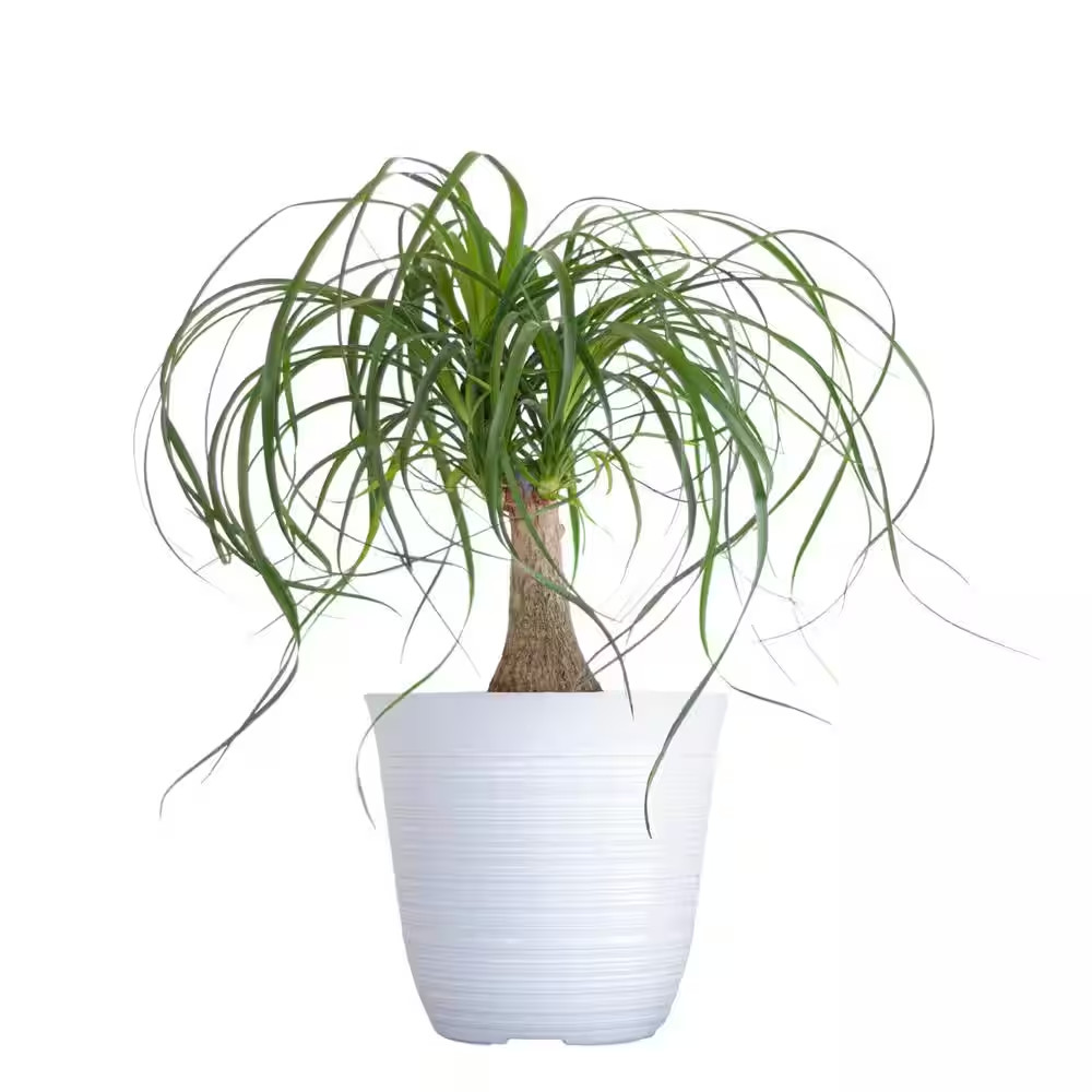 Ponytail Palm Beaucarnea Recurvata Live Easy Care Plant in 6 Inch White Decor Po