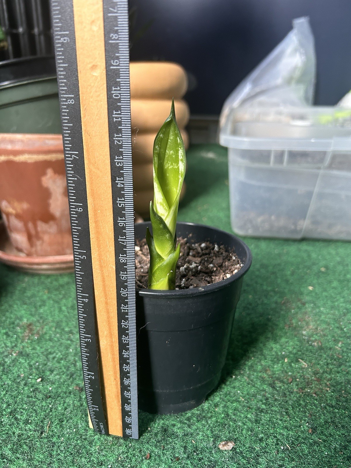 EXACT Sansevieria ‘Whitney’ Rhizome 6” healthy live snake plant