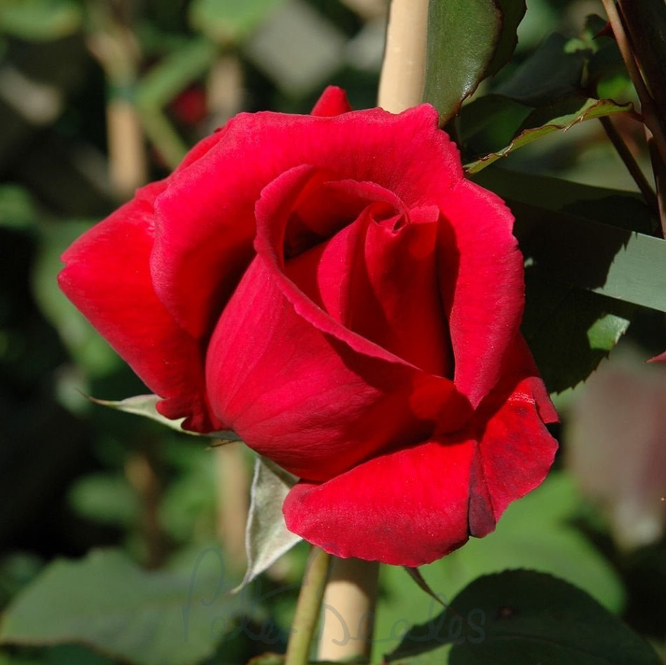 Crimson Glory Dark Velvety Red Climbing Rose Live Starter Plant 4-6″Tall No Pot