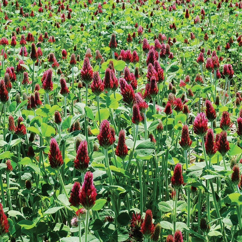 Crimson Clover Seed Fast Grow Deer Turkey Food Plot Mix Choose Your Size Fresh