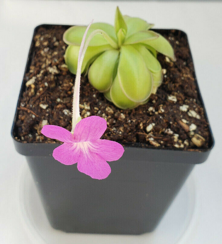 Pinguicula hemiepiphytica x cyclosecta – Carnivorous Plant – Butterworts