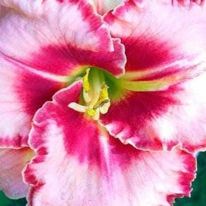 LIES AND LIPSTICK Eyezone Rebloomer Hemerocallis / Daylily Bare Root Plant