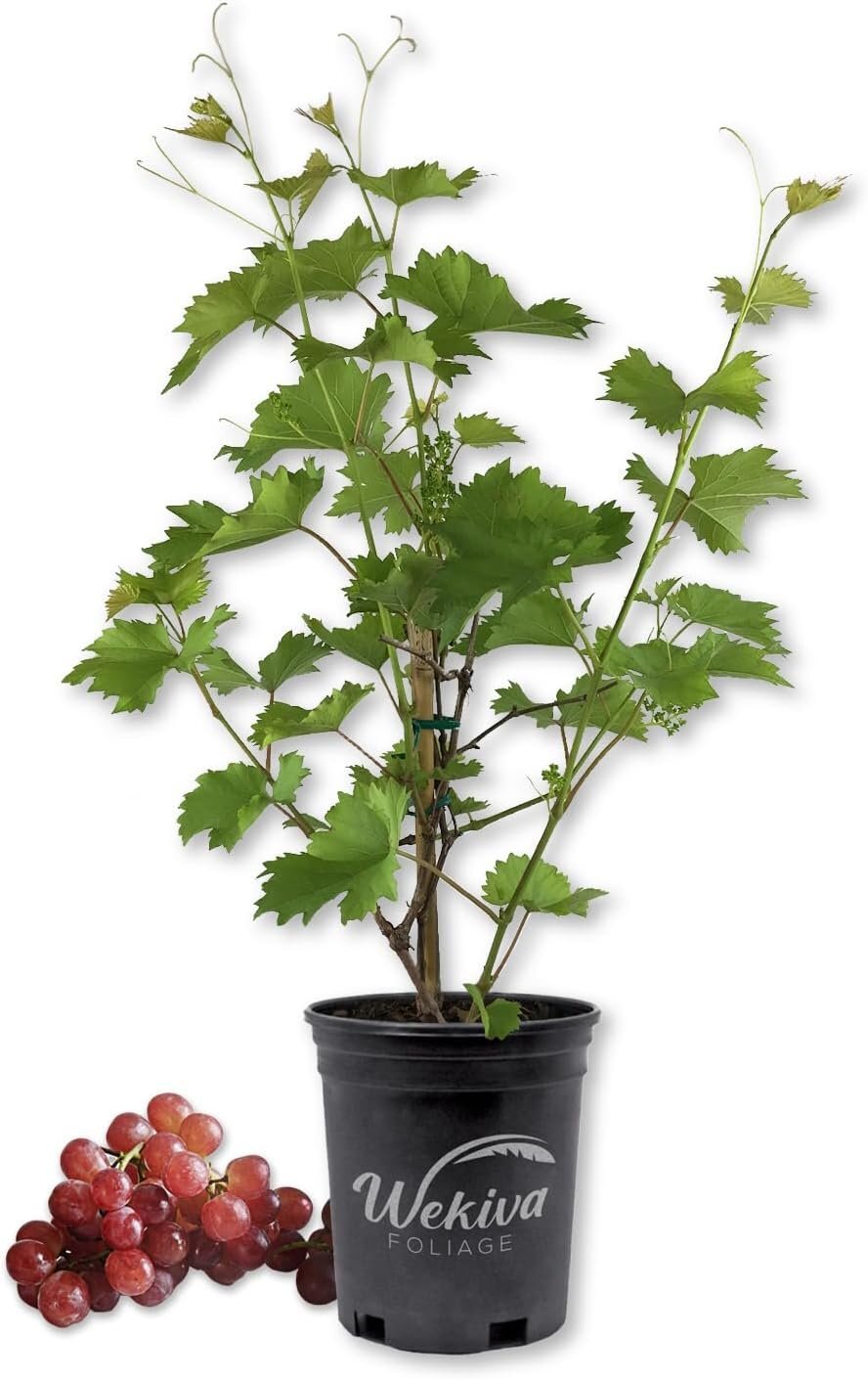 Grape Vine Plant – Live Plant in a 1 Gallon Pot – Variety is Grower’s Choice…