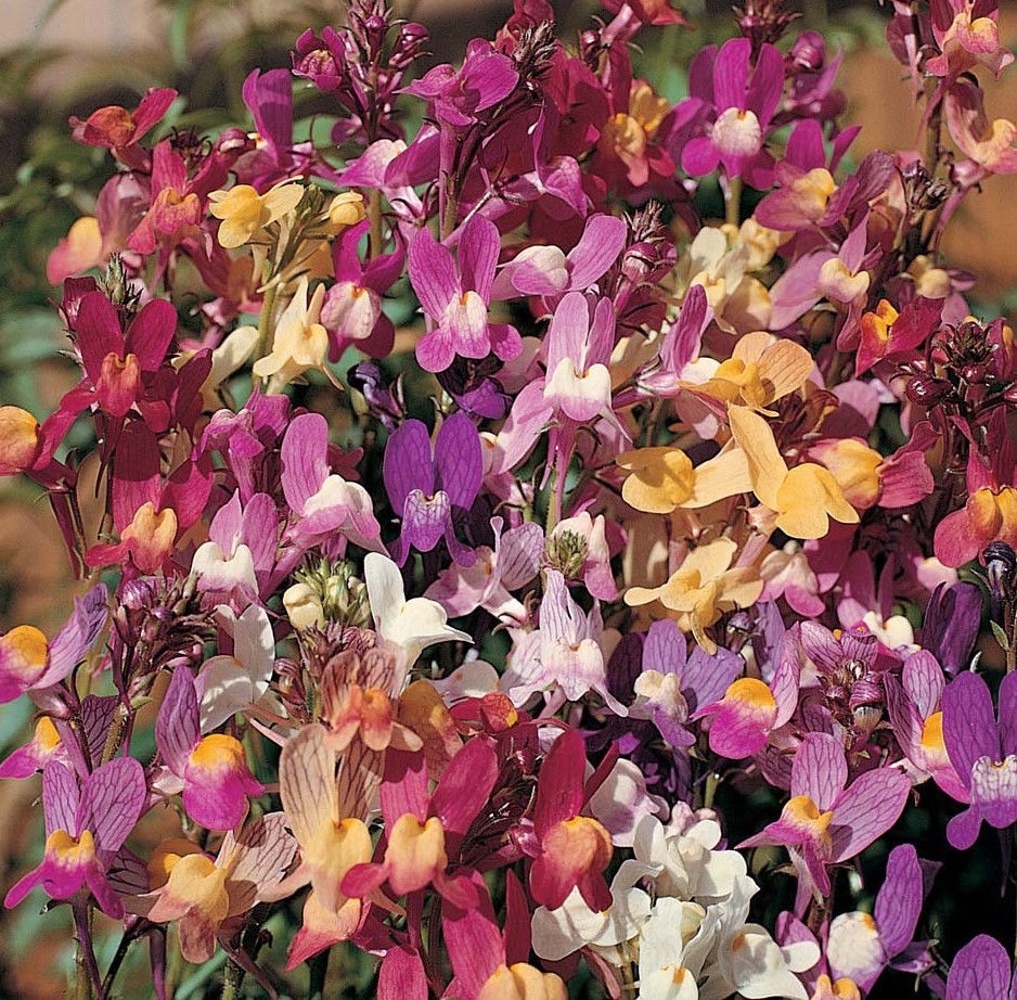 Dwarf Snapdragon Seeds Organic Flower Seed BULK Fairy Boquet Butterfly Bee Seeds