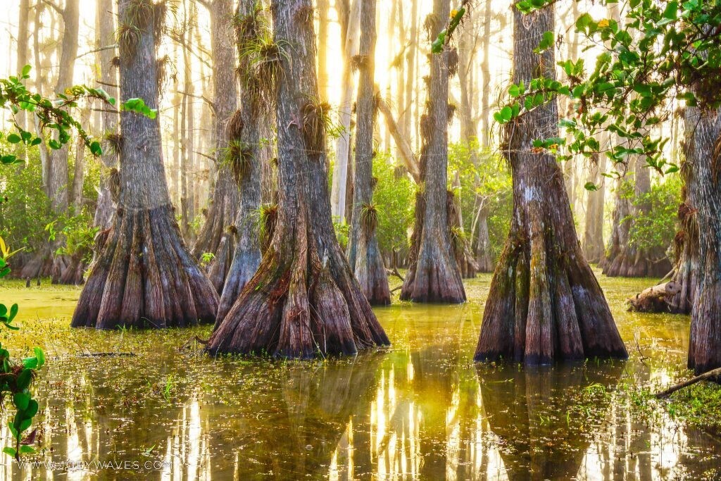 Southern Bald Swamp Cypress Tree Seeds Taxodium distichum Fast Fall Colors Hardy