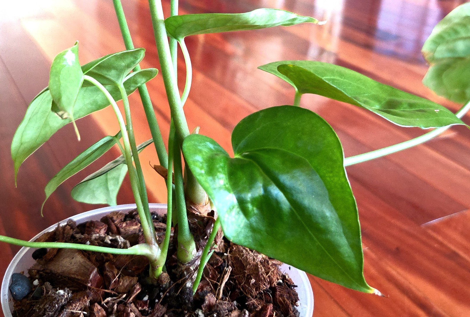 Rare Anthurium Berriozabalense X Clarinervium 22″ Tall Aroid Not Philodendron