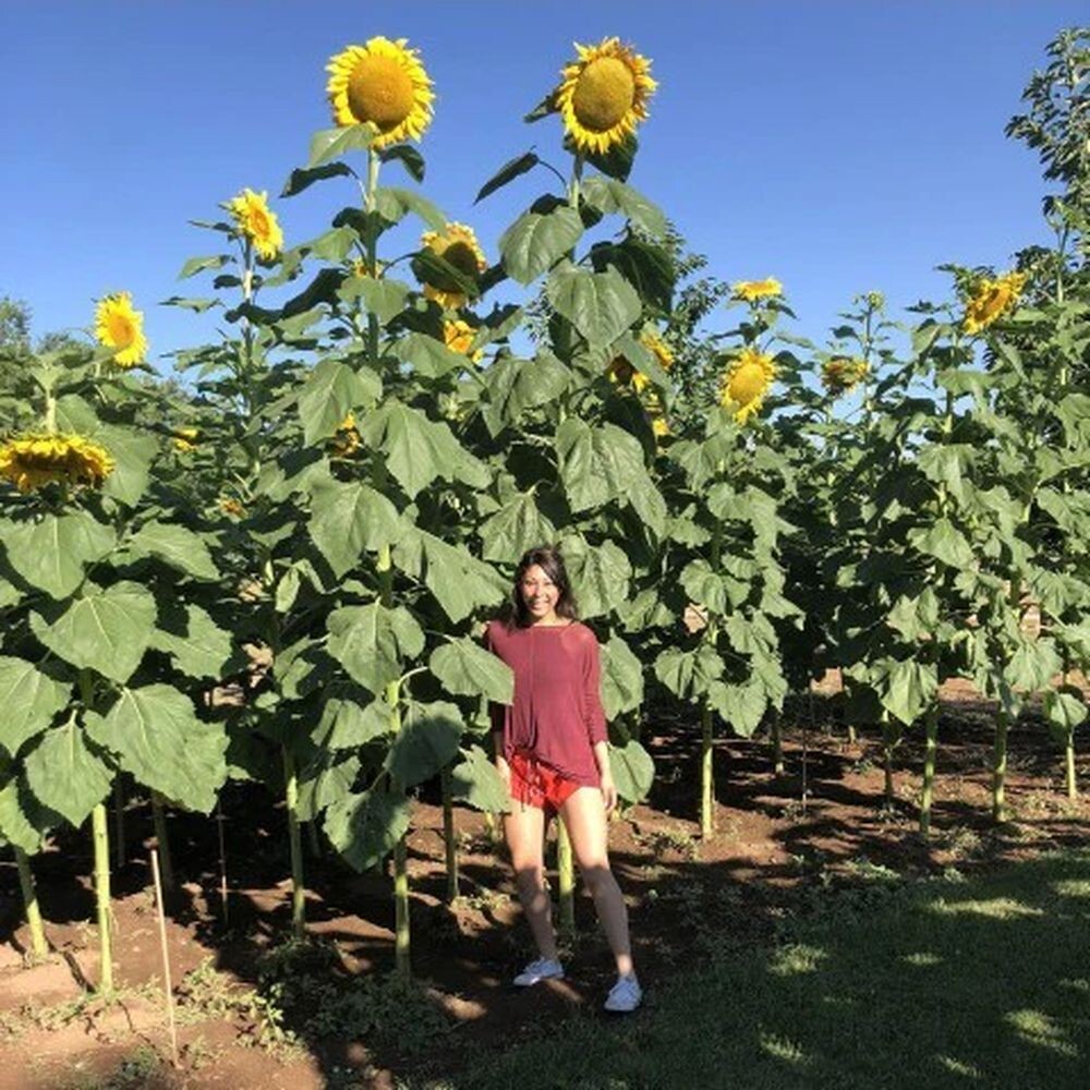 50 GIANT MONGOLIAN SUNFLOWER SEEDS Non-GMO USA Seller Free Shipping