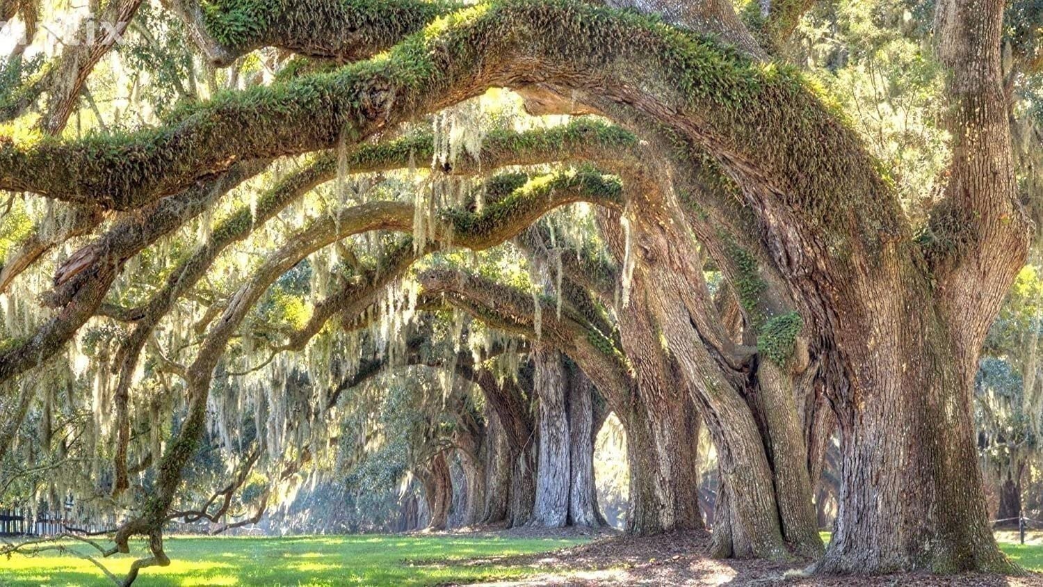 Southern Live Oak Tree | 2 Inch | Quercus virginiana | Low Maintenance | Hardy