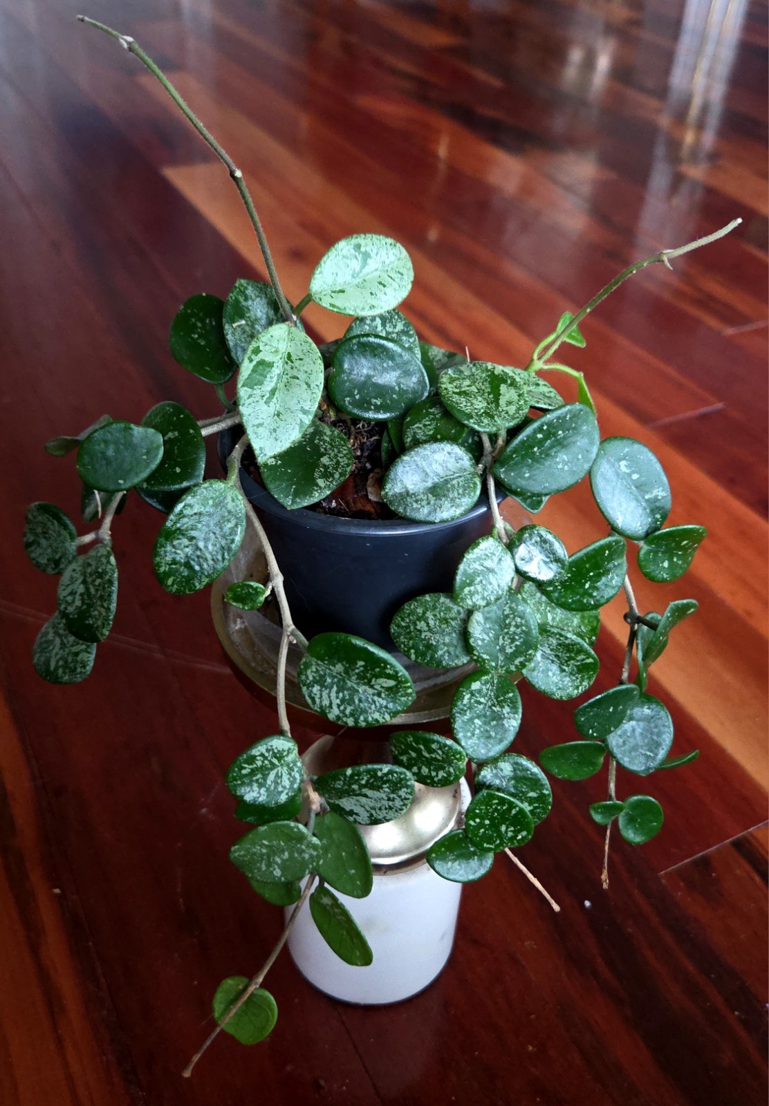 RARE Hoya Splashy Carnosa X Serpens 11″ Long No Monstera Philodendron Anthurium
