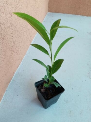 1 FLORIDA Sapote Manilkara Zapota Sapodilla zapote Nispero Fruit Plant 8-12″