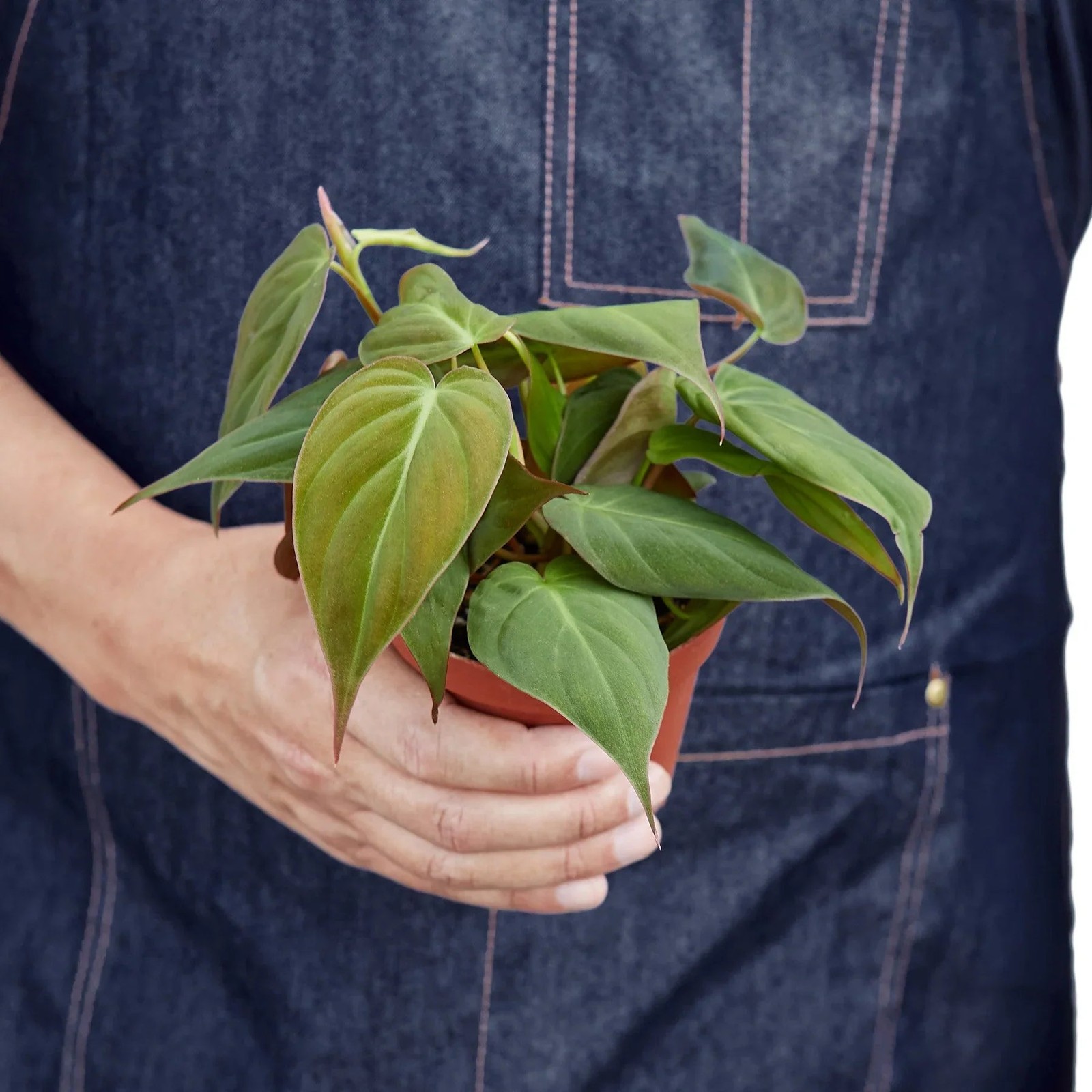 Philodendron ‘Velvet’ • Velvety Dark Green Leaves • Rare Textured Beauty
