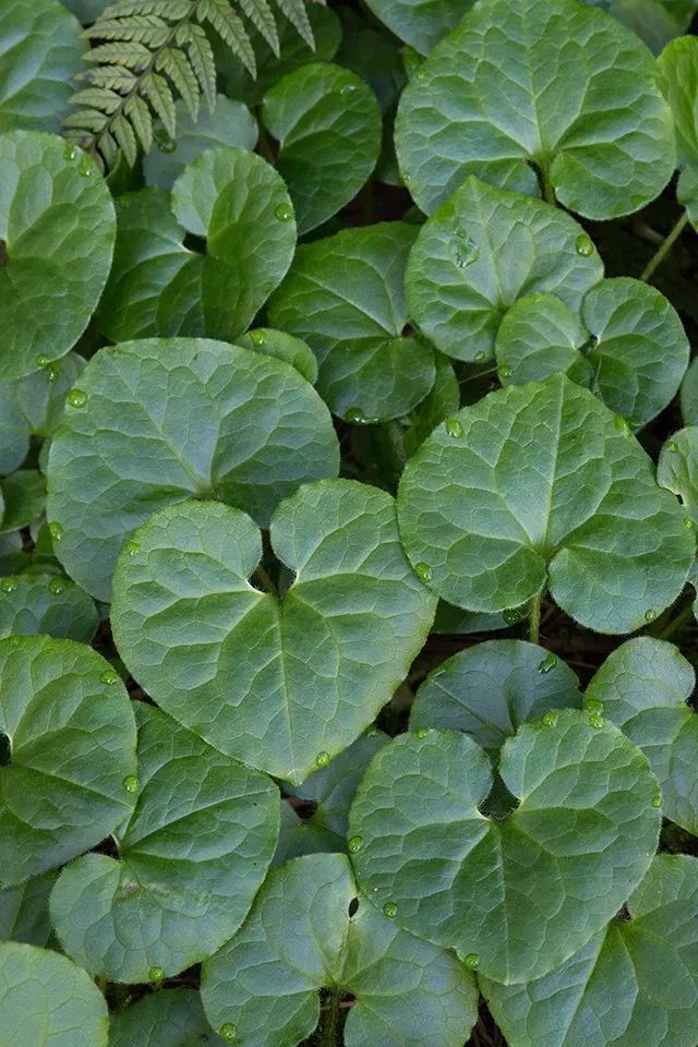 Wild Ginger (Asarum Canadense) | Bare-root