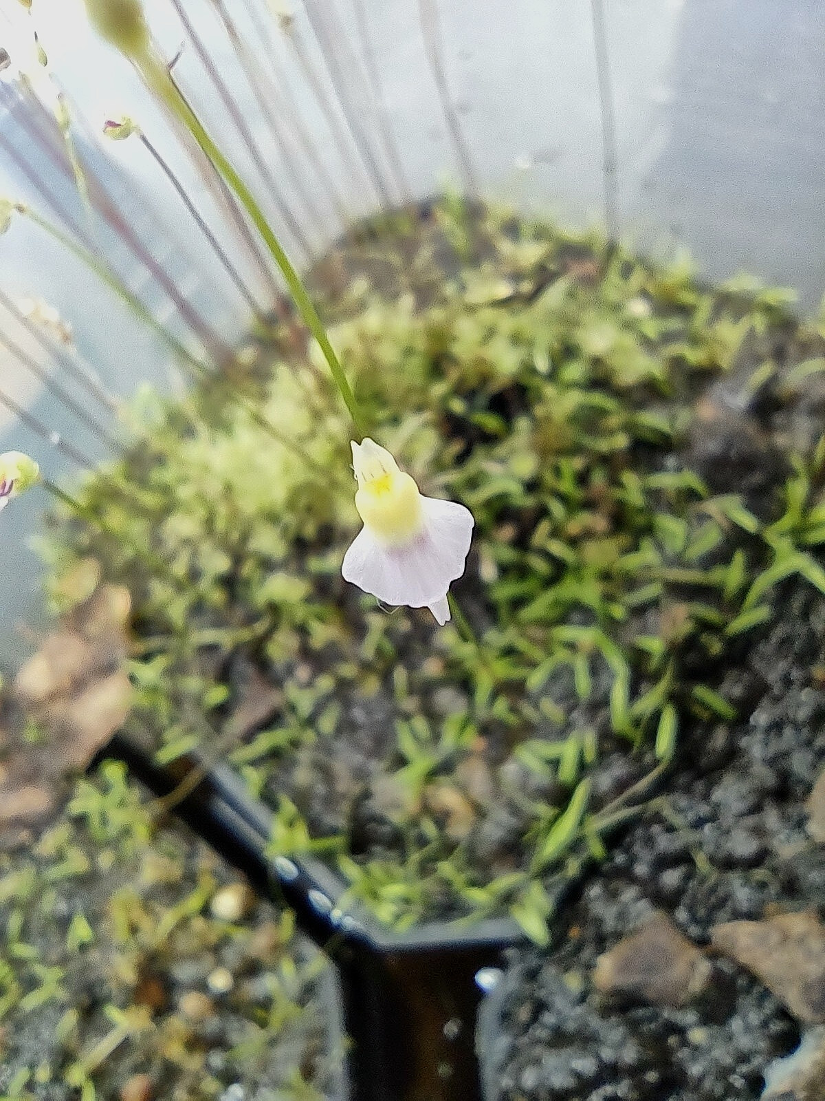 Utricularia Bisquamata Easy To Grow Carnivorous Terrestrial Bladderwort Potted.