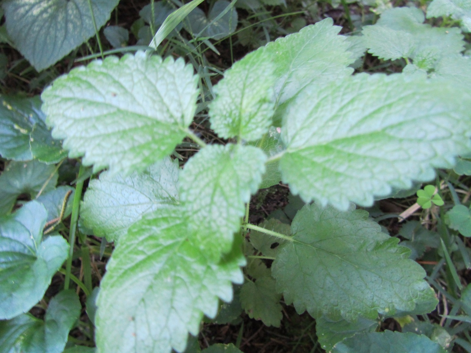 3 PLANTS LEMON BALM, MELISSA OFFICINALIS AROMATIC HARDY PERENNIAL MADICINE PLANT