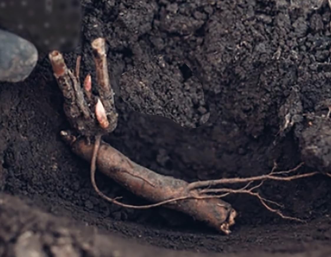 First Out – Early Double Dark Red Peony, Bare Root 3-5 Eyes, Peony Bulbs for …