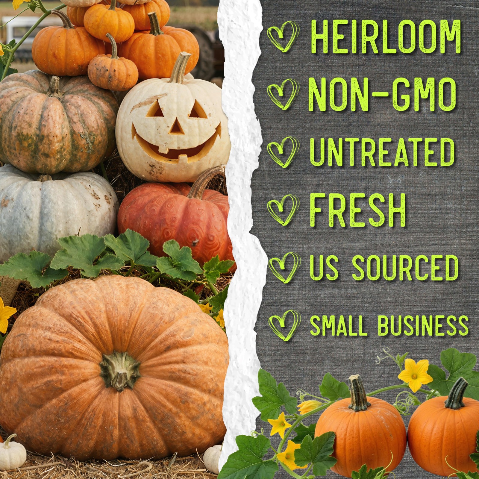 Seed Needs Pumpkin Seeds to Plant Specialty 100 Seeds, Spooky Blend (Mix)
