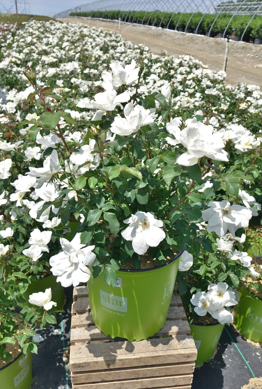 Green Promise Farms Knock Out – Knock Out Rose Rose Flowers 3 –