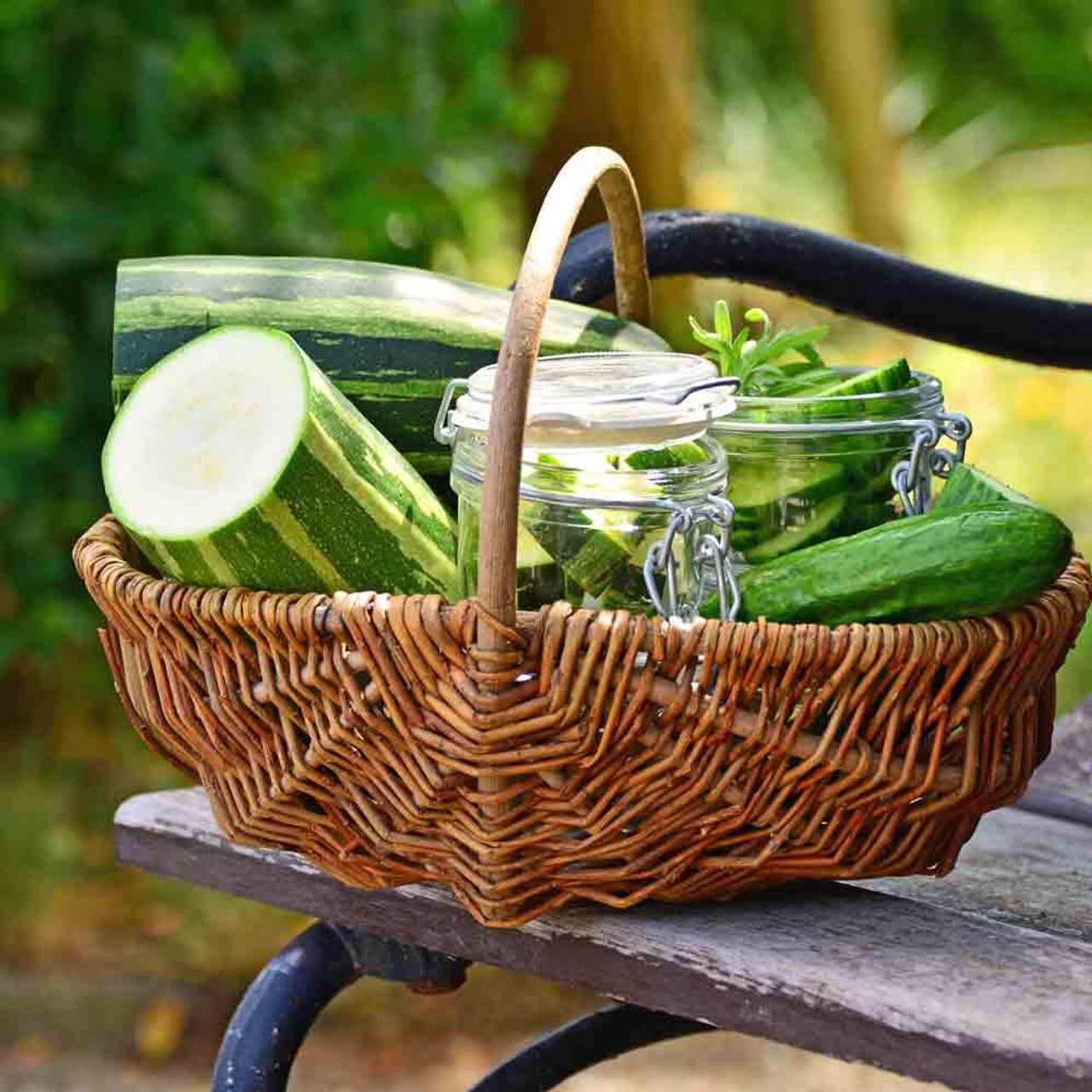 45 Organic Non-GMO Cocozelle Zucchini Summer Squash Seeds- Seeds Of Tomorrow
