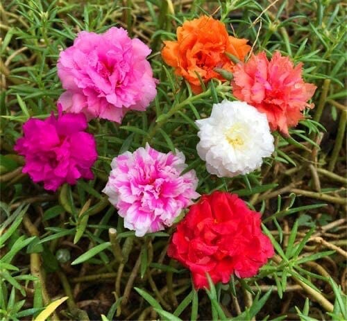 Moss Rose Seeds for Planting – ‘Portulaca Grandiflora’ Flowers for Bonsai Garden