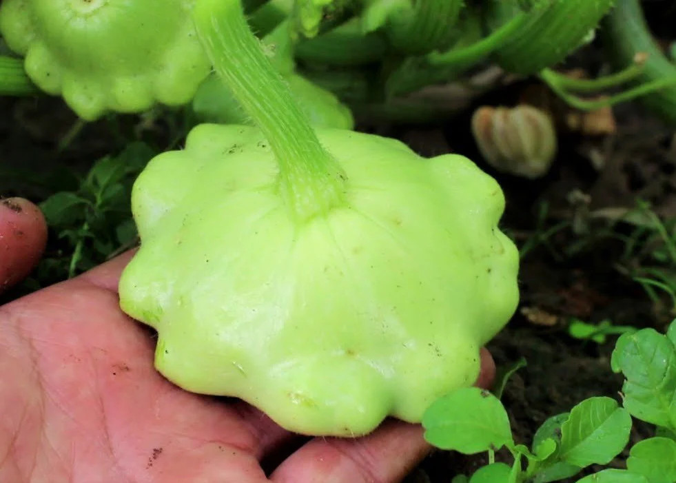 Benning’s Green Tint Patty Pan Seeds | Bush Scallop Squash Vegetable Seed 2024