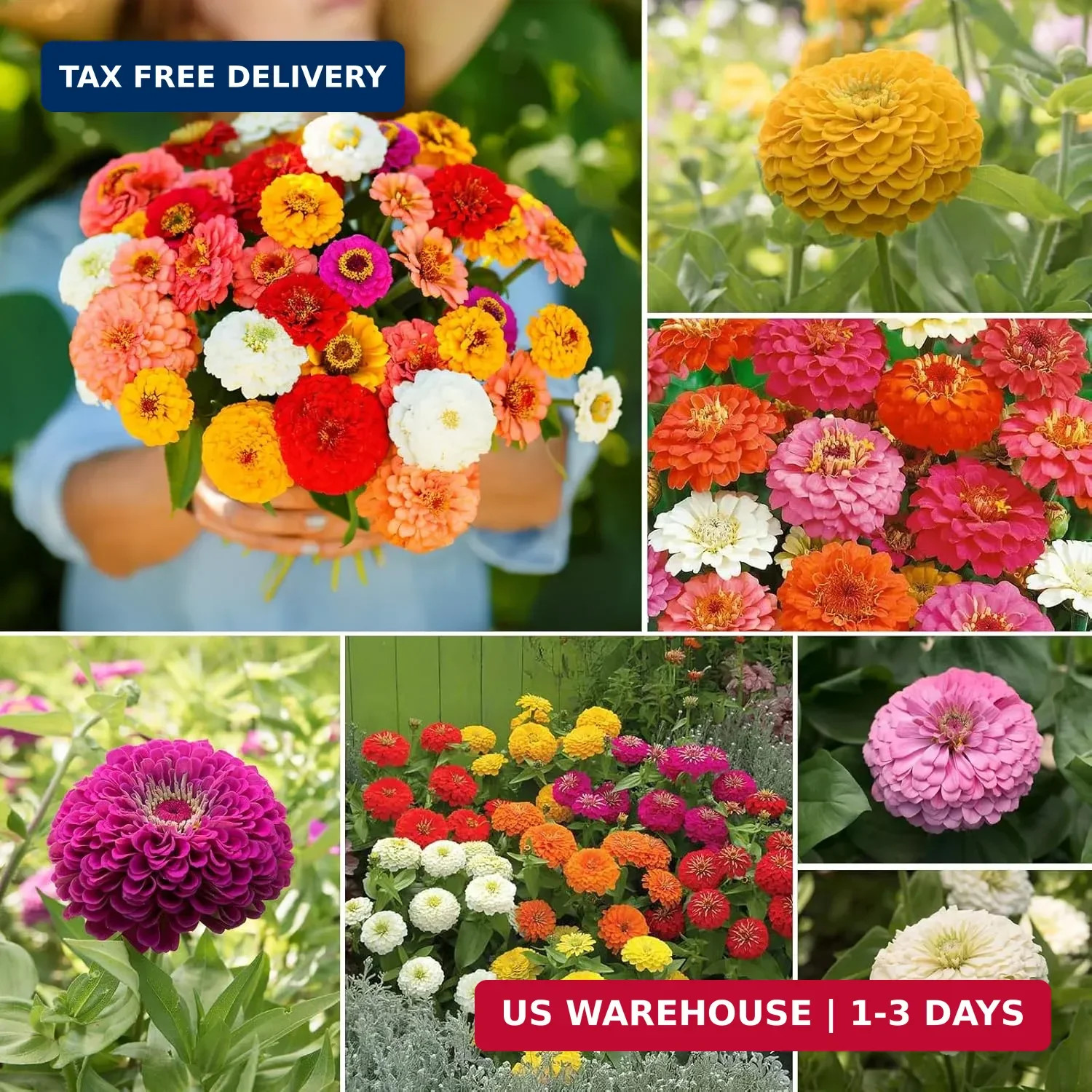 Groundio Zinnia Seeds Mix, 1 Oz, Over 3,000 Flowers Seeds, 5 Varieties (Pink, Ye